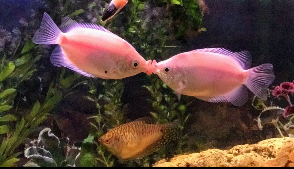 No More Kissing&nbsp;Fish