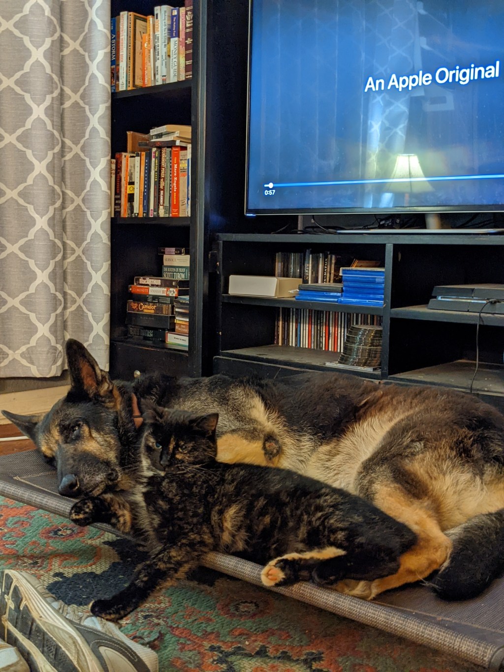 Who Knew Trimming Dog Nails Could Be So&nbsp;Traumatic?