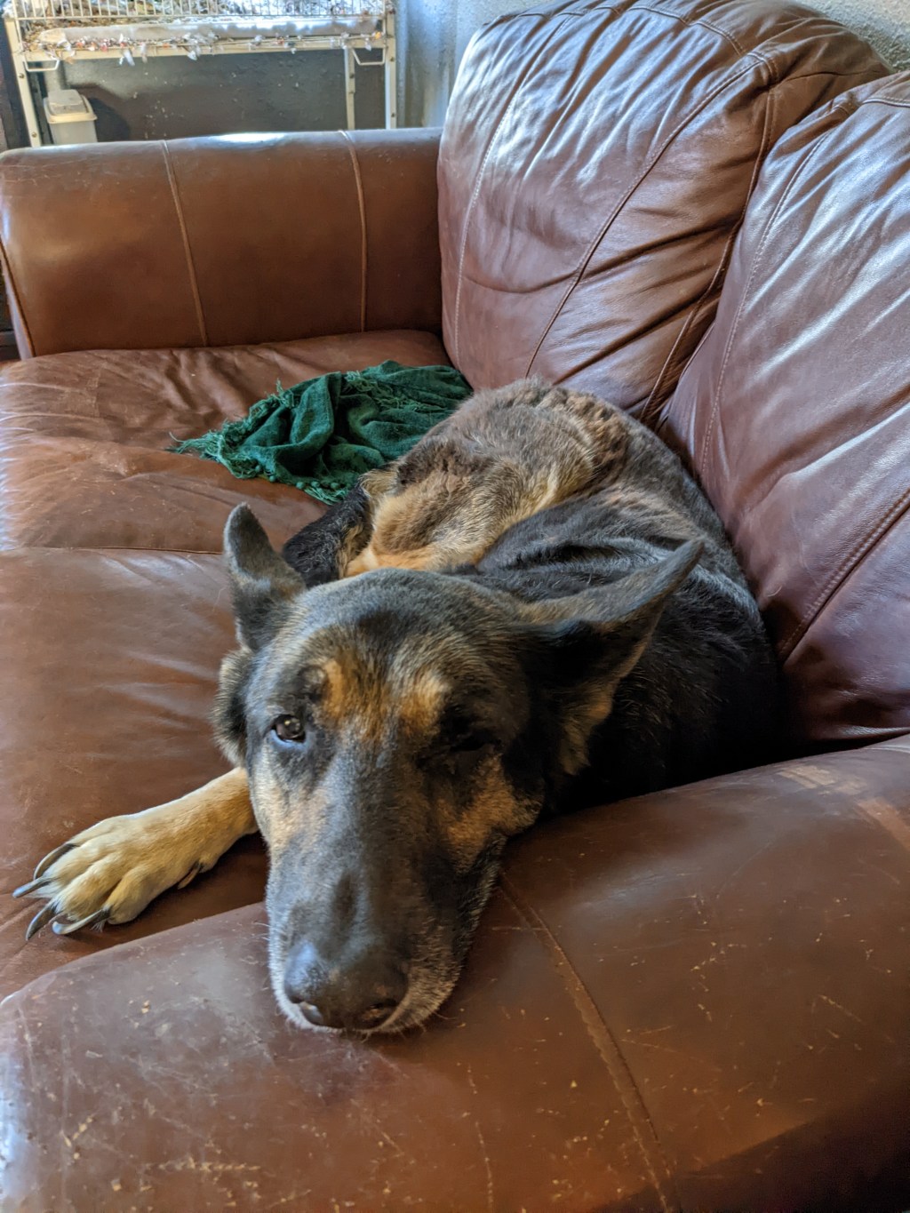 When you have to let go of your&nbsp;dog.