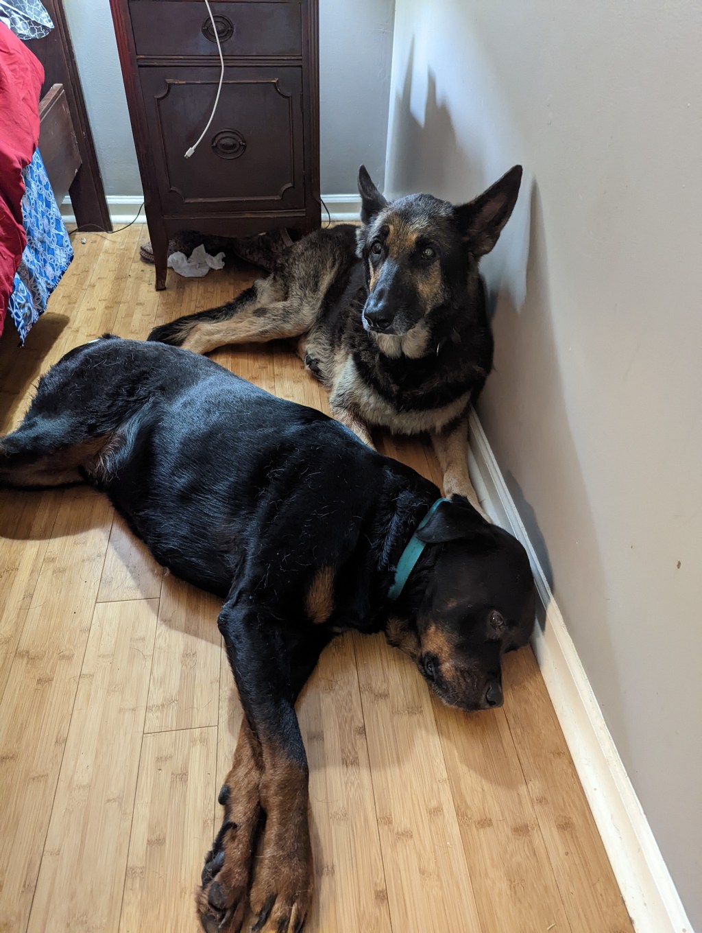 Saying Goodbye to a&nbsp;Dog